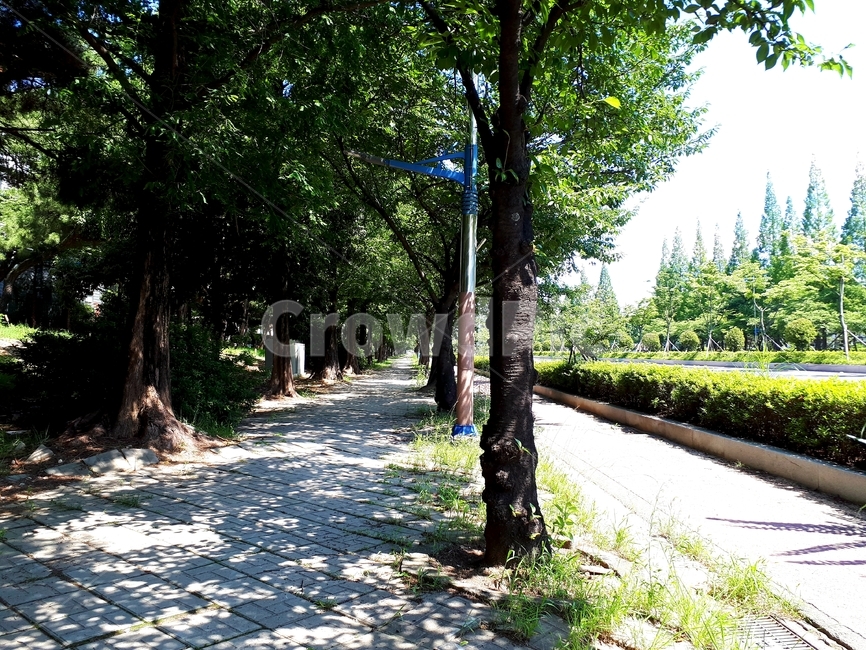 여름,가로수,summer,햇살,나무,보도블럭,푸른,초록,나뭇잎,sidewalkblock,tree,green,leaf,그림자,시원함,인도,cool,봄,spring,shadow