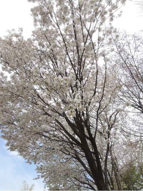 봄,벚꽃,나무,공원,꽃잎,나뭇가지,계절,자연,산책,숲,park,spring,cherryblossom,tree,branch,bloom,season,flower,natural,sakura,봄,계절,spring,season,식물,자연,plants,nature,꽃,flower,나무,trees,wood,plant