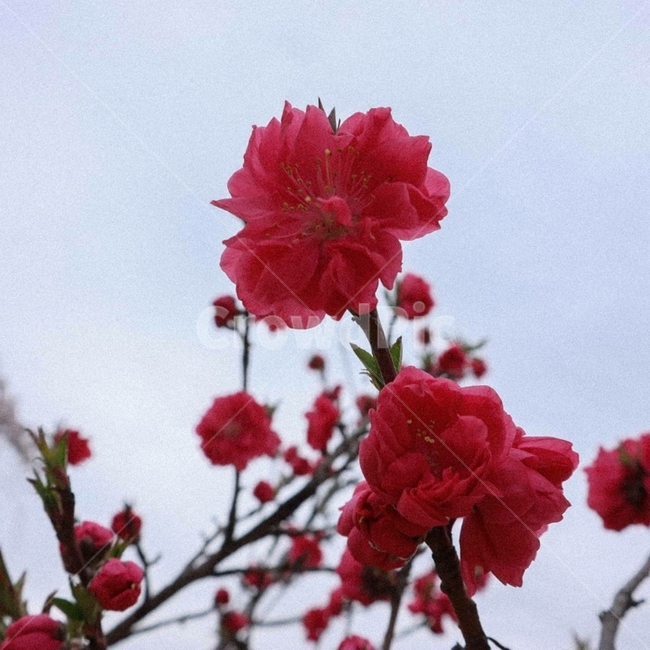 plant,식물,blossom,flower,꽃,제라늄,geranium,봄,빨간색,감성,레트로,retro,감성사진