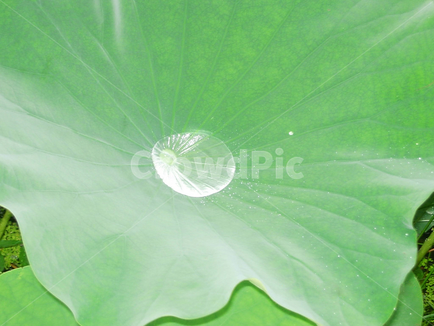 식물,잎,작은물방울,물방울,연꽃잎,식물,자연,plants,nature