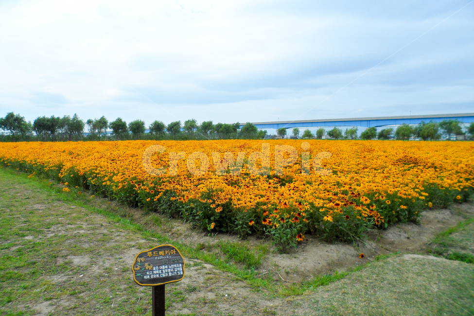 field,들,outdoors,옥외,nature,자연,루드베키아,꽃,꽃밭,공원,삼락공원,자연,풍경,nature,landscape,grassland,목초지,rural,농촌,farm,농장,meadow