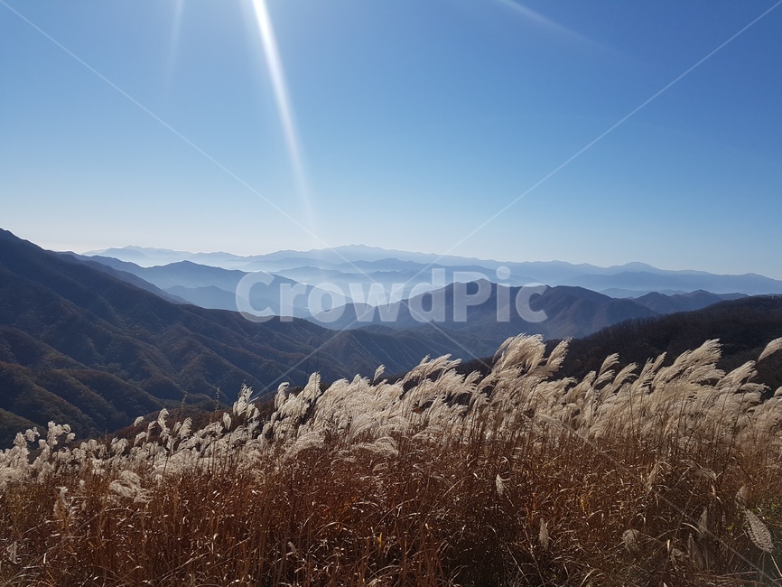 산행,갈대,장안산,운무,풍경