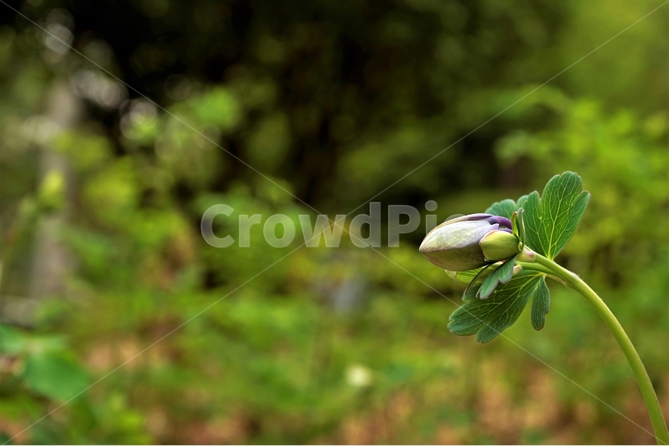 매발톱꽃,꽃,columbine,buds,leaves,beforeflowering,미나리아제비과,식물,자연,plants,nature,꽃,flower