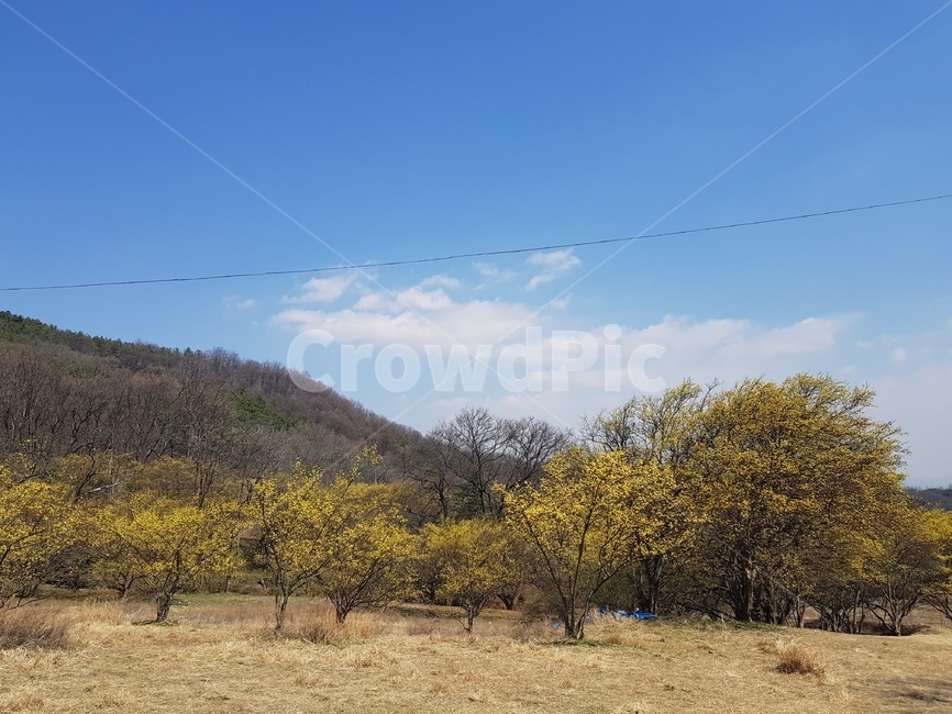 목초지,field,들,자연,봄꽃,봄,계절,spring,season