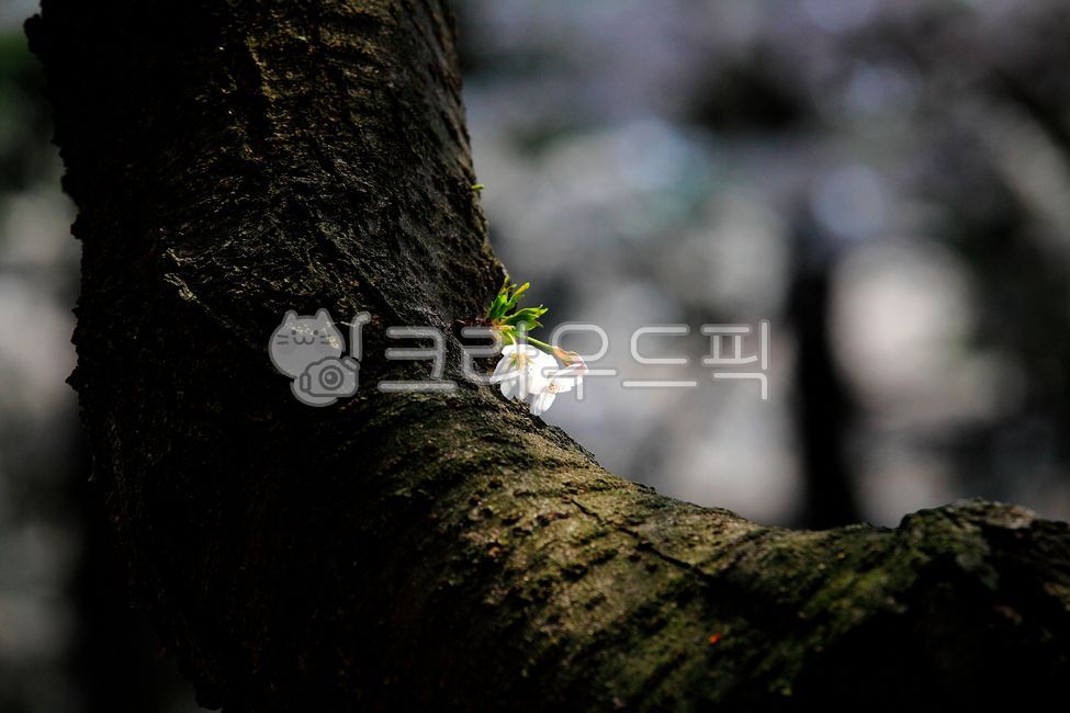 cherry tree,white flower,Cherry Blossom,in full bloom,flowering,scenery,spring flowers,spring,petal,sight,dark,cherry blossom background,Emotion,blossom,Spring news,nature,tree,full bloom,flower,cherry blossom tree,outdoor,sunlight,outdoors,background,pla