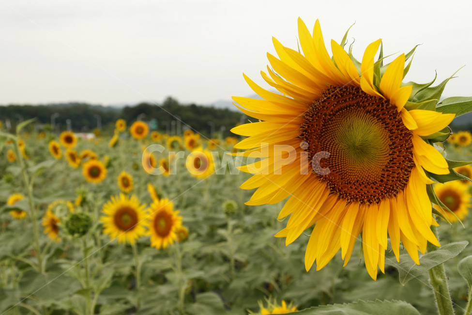해바라기,꽃,여름,군락지,풍경,여름,계절,summer,season,가을,fall,autumn,식물,자연,plants,nature,꽃,flower,plant,blossom,sunflower