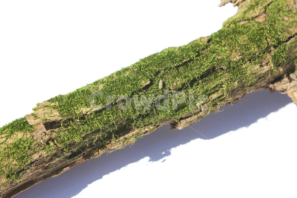 bark,branch,branchesmoss,brown,closeup,detail,dry,green,moss,natural,nature,piece,plant,tree,wood,wooden,이끼,그린,녹색,나뭇가지,오래된,자연,식물,나무,우드,건조한,마른,가지,풀,이끼풀,흰배경,클로즈업,갈색,브라운,나무,trees,wood,누끼,remove background