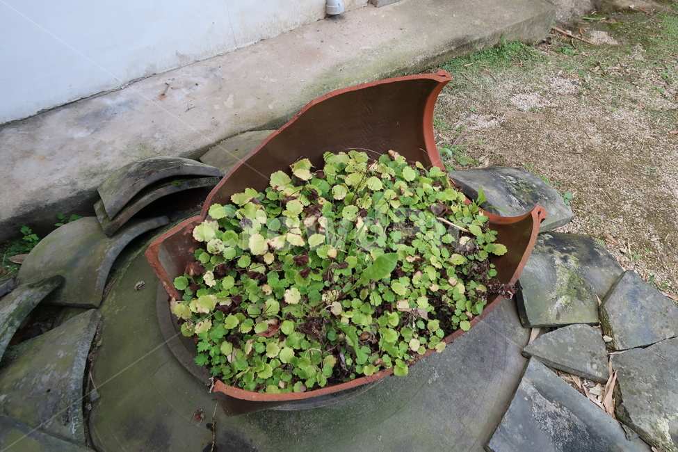 화분,항아리,식물,깨진항아리,장식,실내용화초,화분,화초,house plant