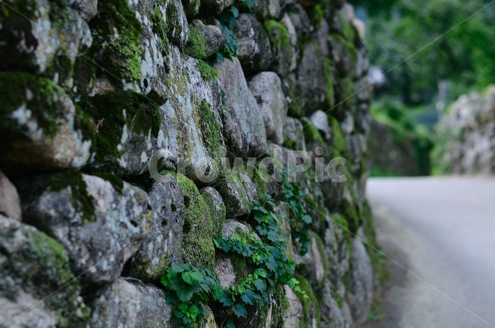 담장,돌담벽,돌담길,wall,벽,moss,이끼,plant,식물,stonewall,돌담,한국전통,traditional