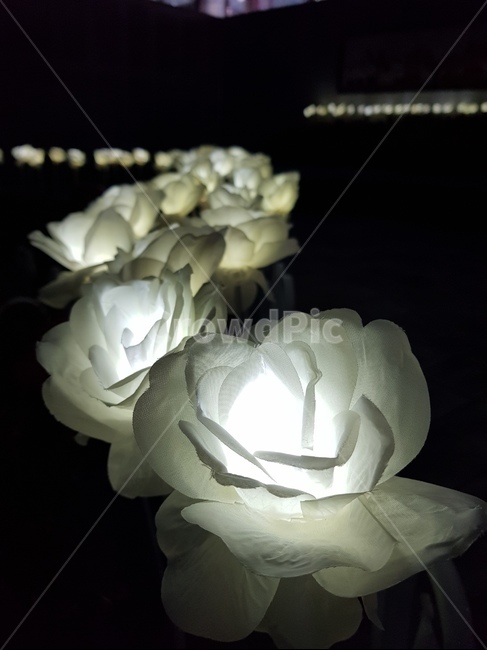 야경,꽃길,꽃등,나선형,등불