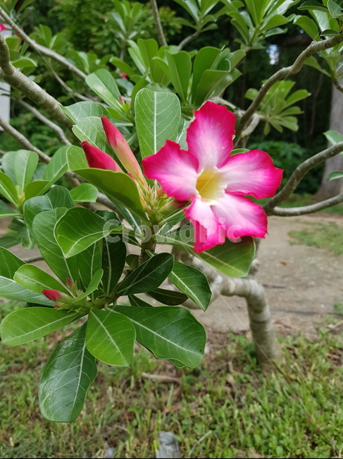 아데니움꽃,석화,사막장미,adeniumabesum,desertrose