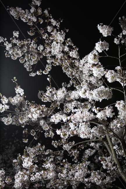 봄,벚꽃,야경,꽃,야간촬영,흰색,흰꽃,봄,계절,spring,season,식물,자연,plants,nature,꽃,flower,plant