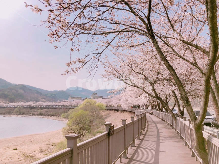 봄,벚꽃,벚꽃길,합천,꽃,봄,계절,spring,season,자연,풍경,nature,landscape,plant,식물