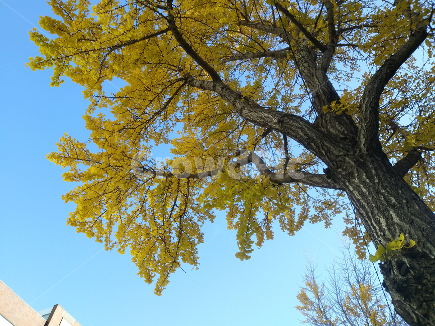 plant,식물,tree,나무,treetrunk,나무줄기,은행잎,가을,은행나무,노란색,하늘,푸른색,나뭇가지