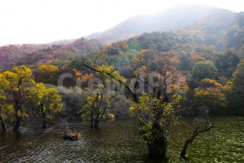 주산지,단풍,저수지,나무,감성,숲,가을,예쁨,가을,계절,fall,autumn,season,자연,풍경,nature,landscape,한국자연풍경,한국자연경관,korea nature landscape,outdoors,옥외,water,물,land,땅