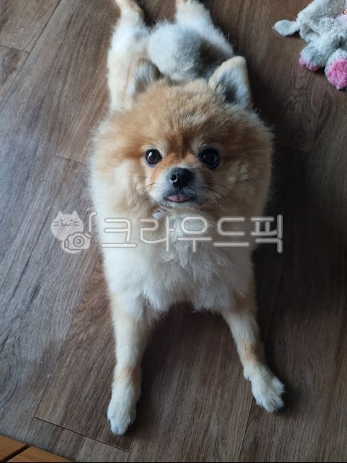 포메라니안,귀여운,애완동물,강아지,동물,dog,개