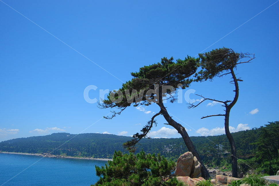 자연,바다,여름,풍경,대왕암,자연,풍경,nature,landscape,한국자연풍경,한국자연경관,korea nature landscape,식물,plants,나무,trees,wood,outdoors,옥외,plant,tree