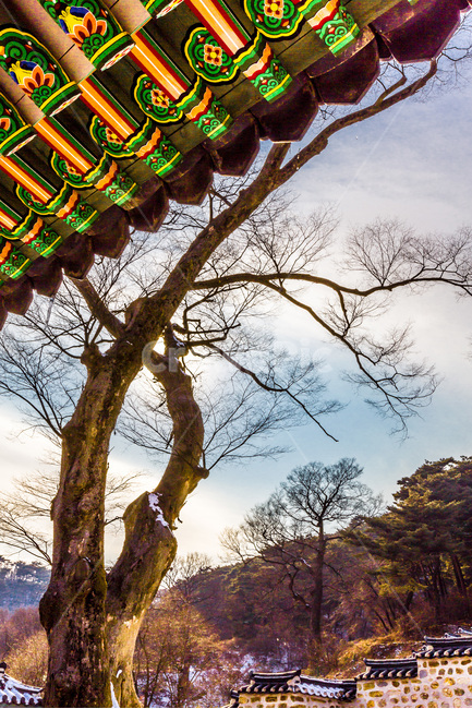 거목,단청,처마,돌담,기와,건축,겨울,계절,winter,season,한국전통,한국문화,korean traditional,korean culture,식물,자연,plants,nature,나무,trees,wood,건축물,건물외관,exterior,building,structure,architecture,construction