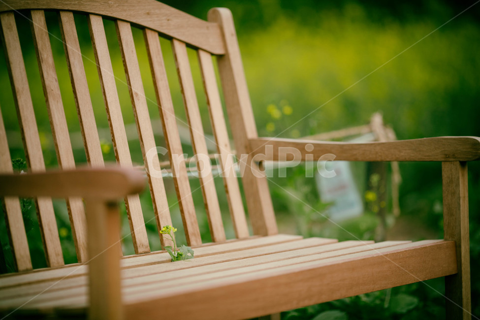 유채꽃,의자,감성,빼꼼,노란색,꽃,휴식,힐링,rest,relaxation,healing