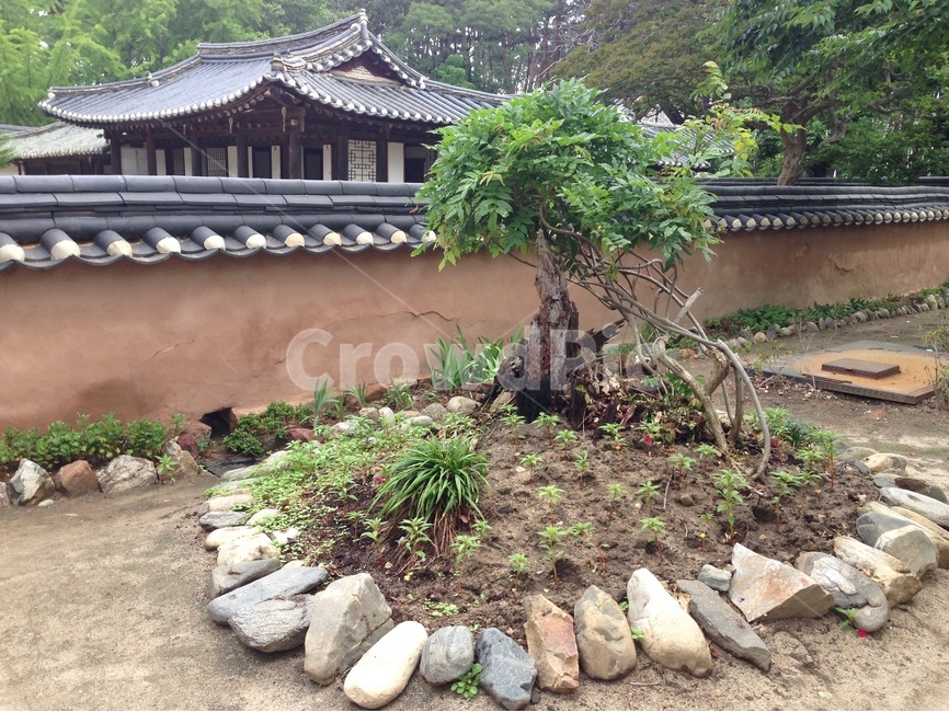허난설헌생가,허난설헌,허균생가,허균,벚꽃,목조건축,고택,건축,한옥,기와,담장,강릉,대한민국,한국,heonanseolheonsbirthplace,heonanseolheon,heogyunsbirthplace,heogyun,cherryblossoms,woodenarchitecture,oldhouse,architecture,hanok,rooftile,wall,gangneung,republicofkorea,southkorea,한국전통,한국문화,korean traditional,korean culture,건축물,건물외관,exterior,building,structure,architecture,construction