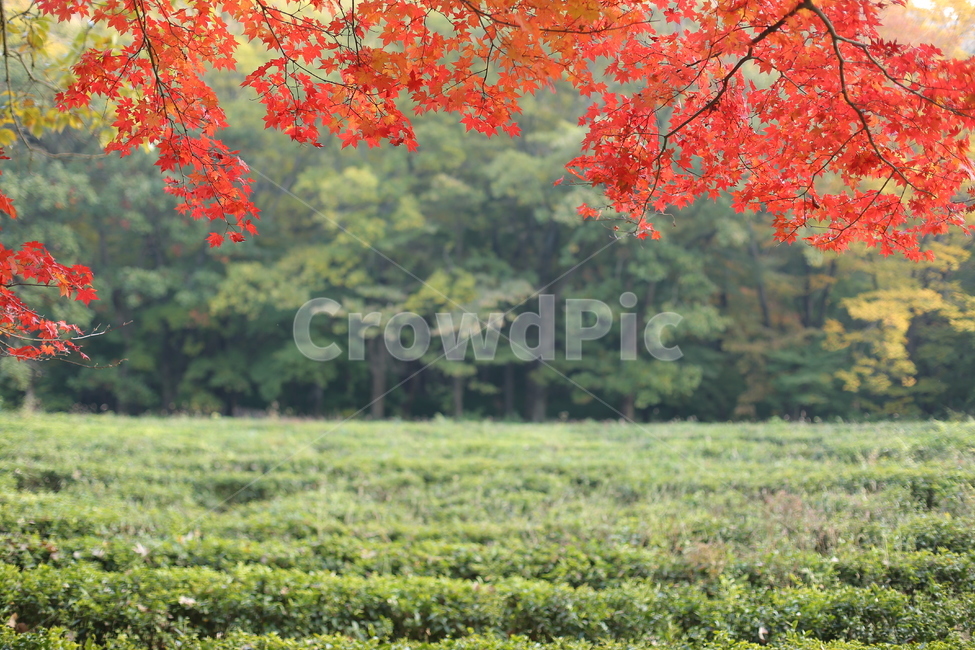가을,단풍,단풍잎,낙엽,풍경,가을,계절,fall,autumn,season,leaf,잎,plant,식물,tree,나무