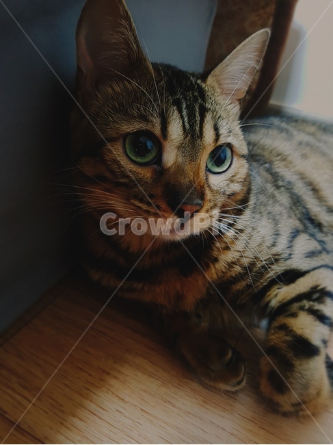 고양이,동물,냐옹이,애완동물,반려동물,cat,animal,동물,animal,포유류,mammal,고양이,cat,kitten,kitty
