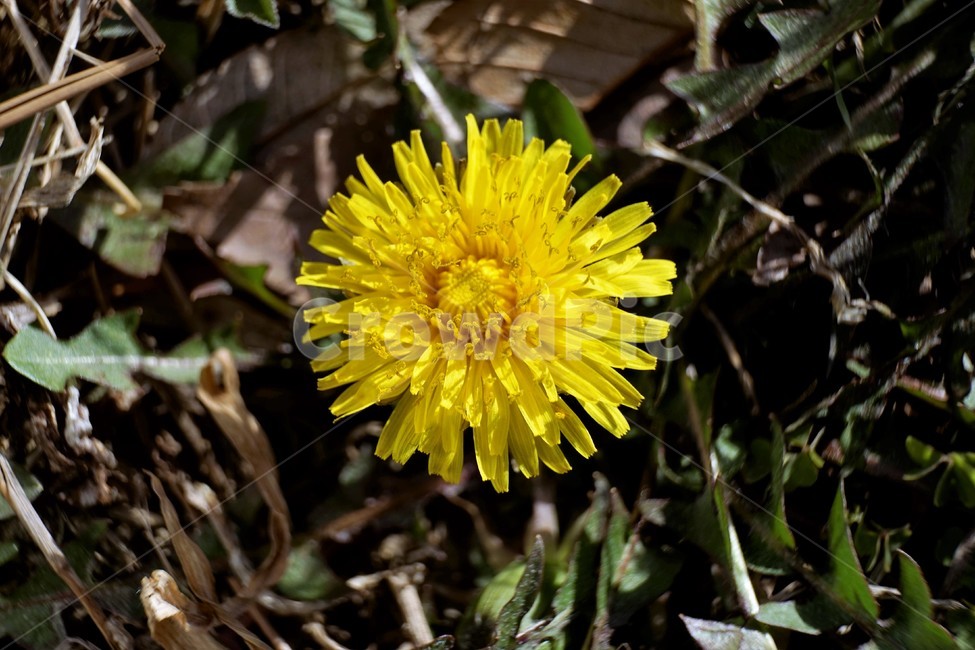 민들레,노랑,봄,꽃,계절,dandelion,spring,flower,bloom,yellow,life,생명,봄소식,식물,자연,plants,nature,꽃,flower