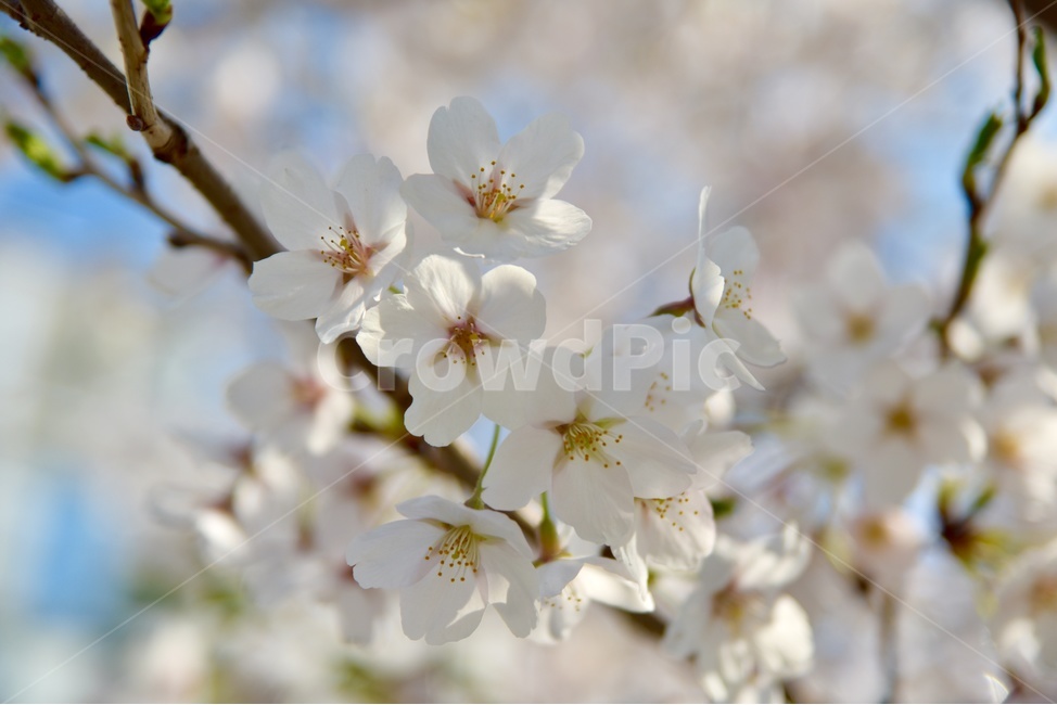벚꽃,꽃,벚꽃나무,flowers,cherryblossom