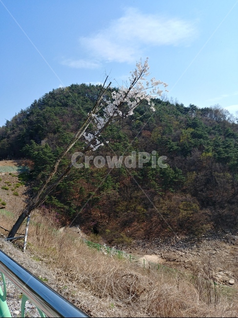 산,나무,꽃,벚꽃,배경