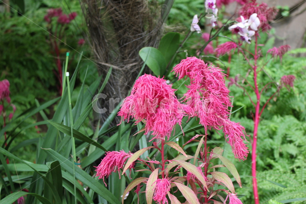 plant,식물,blossom,꽃,flower