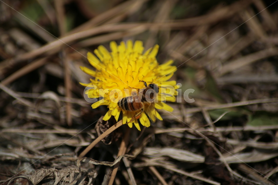 민들레,야생화,들꽃,허니,꿀벌,벌,honey,식물,자연,plants,nature,꽃,flower,동물,animal,곤충,벌레,insect,bug
