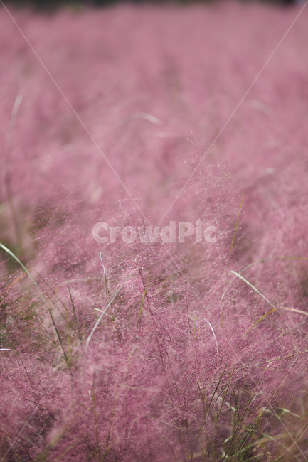 핑크뮬리,꽃,분홍,핑크,가을,가을꽃,flower,nature,가을,계절,fall,autumn,season,식물,자연,plants,nature,꽃,flower