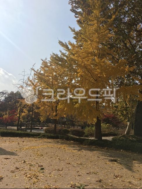 sky,Maple leaf,Ginkgo,Maple tree,weather,season,autumn,Emotion