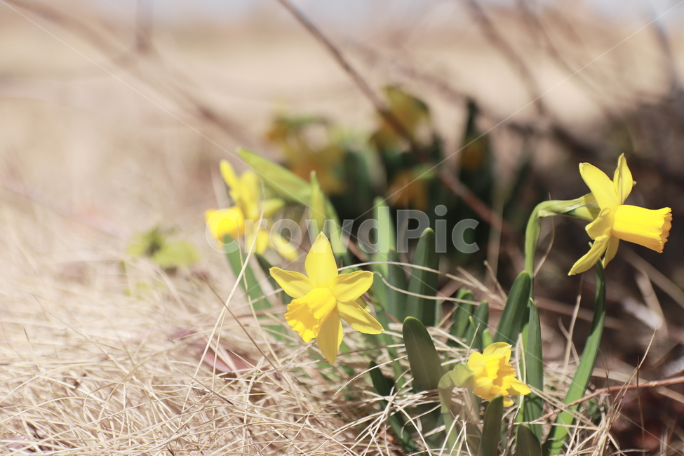 plant,식물,flower,daffodil,blossom,수선화,꽃,봄,식물,자연,plants,nature,꽃,flower