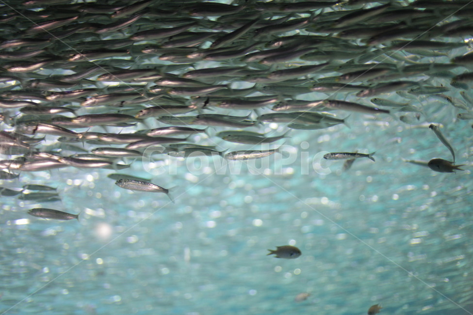정어리,물고기,동물,fish,빈티지,동물,animal,어류,물고기,fish