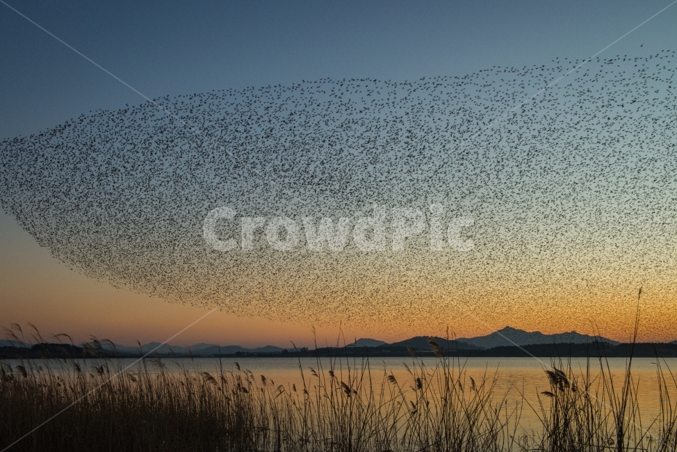 동림지,가창오리,철새,철새이동,겨울철새,오리,석양,자연,풍경,nature,landscape,flock,대군,animal,동물