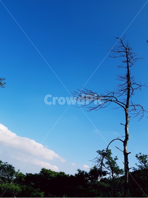 고사목,나무,파랑하늘,구름,산,풍경,자연,풍경,nature,landscape,나무,trees,wood,plant,식물,tree