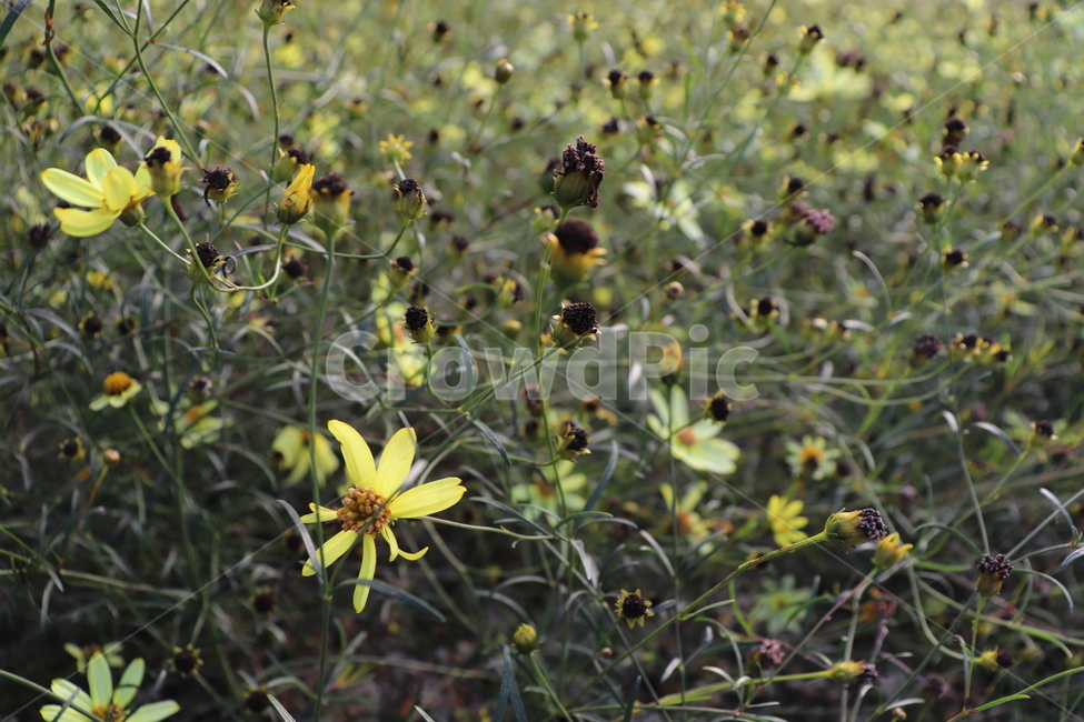 꽃,노란꽃,자연,flower,plant,nature,감성,감성사진,풀