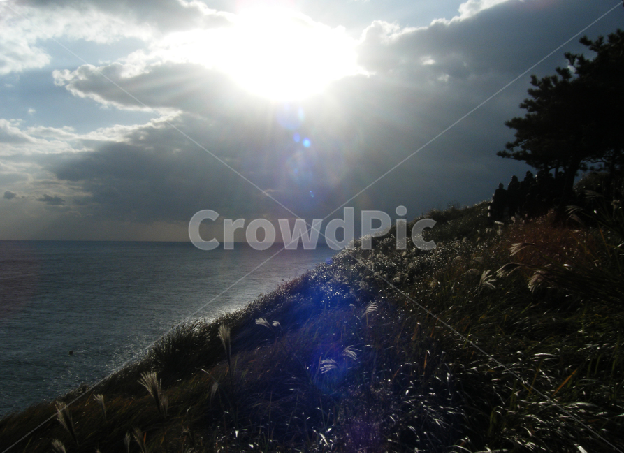 하늘,풍경,바다,구름,햇빛,햇살,제주도,들판,꽃,갈대,sky,sea,cloud,sunny,jeju,flower,field,nature,landscape,자연,풍경,nature,landscape,light,빛,flare,플레어,sunlight