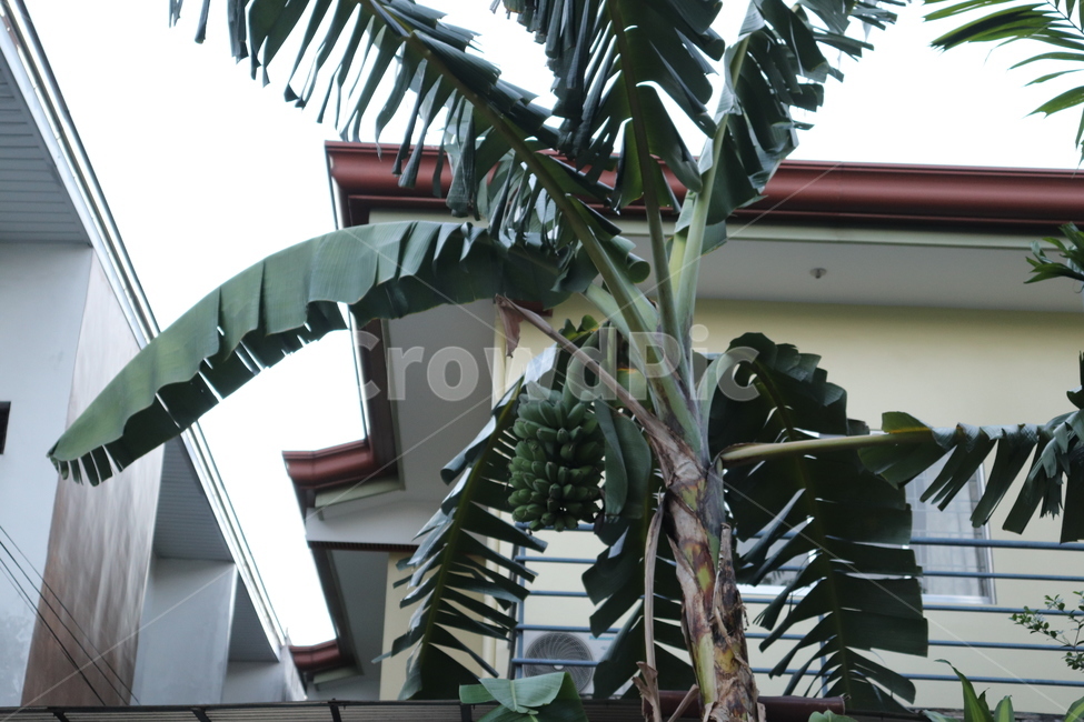 바나나,바나나열매,나무,열대과일,바나나나무,열대식물,plant,tree,banana
