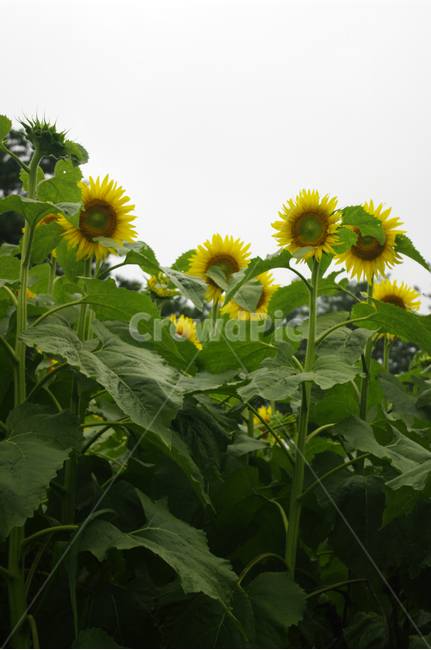해바라기,꽃,식물,flower,plant,여름,계절,summer,season,가을,fall,autumn,식물,자연,plants,nature,꽃,flower,blossom,sunflower