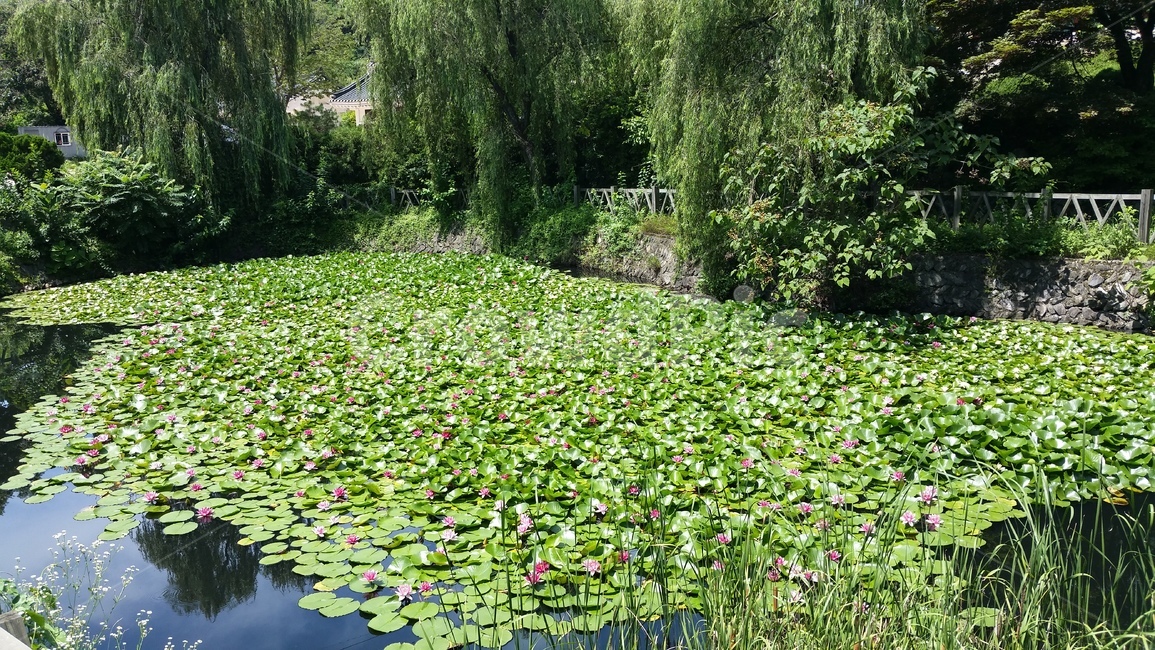 연꽃,호수,lotus,연꽃배경,여름,자연,녹색,연두색,green,summer,nature