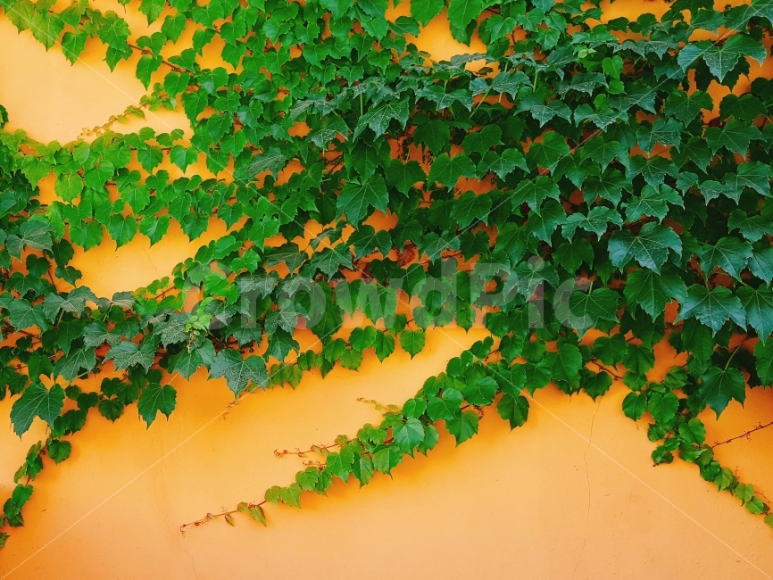 담벼락,담쟁이,벽,담,식물,풀,자연,색감,조화,nature,wall,green,yellow,plant,harmony,식물,자연,plants,nature