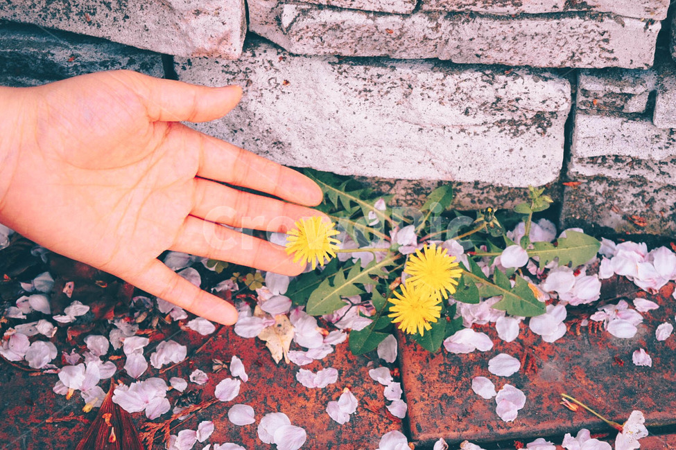 손,민들레,꽃,벚꽃,봄,핑크,데이트,꽃길,꽃잎,분홍,풍경,자연,pink,sakura,spring,hand,flower,nature,봄,계절,spring,season,식물,자연,plants,nature,꽃,flower,감성,sensible,feeling,plant,blossom