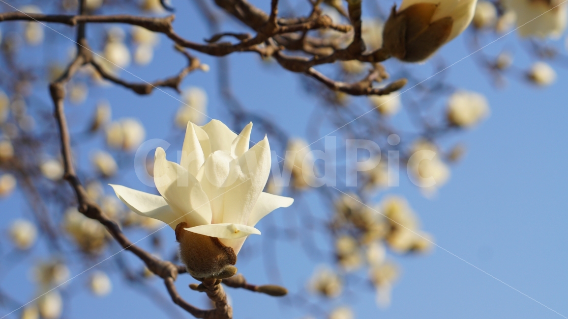 목련,봄꽃,봄,계절,꽃,접사,식물,자연,plants,nature,봄,계절,spring,season,꽃,flower,plant