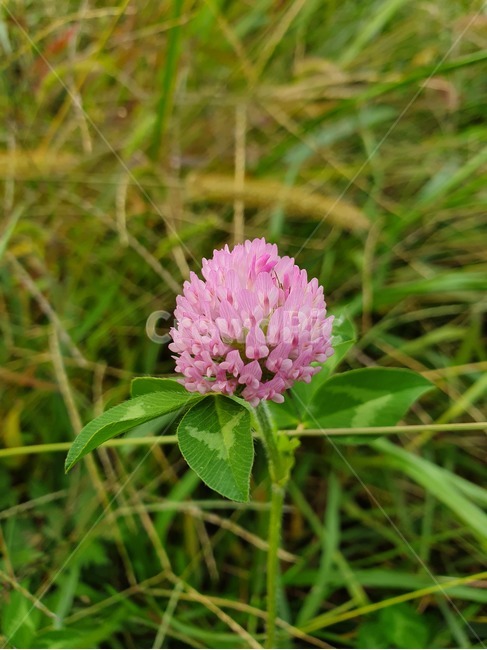 보라색,꽃,flower,잎,식물,plant,식물,자연,plants,nature,꽃,flower