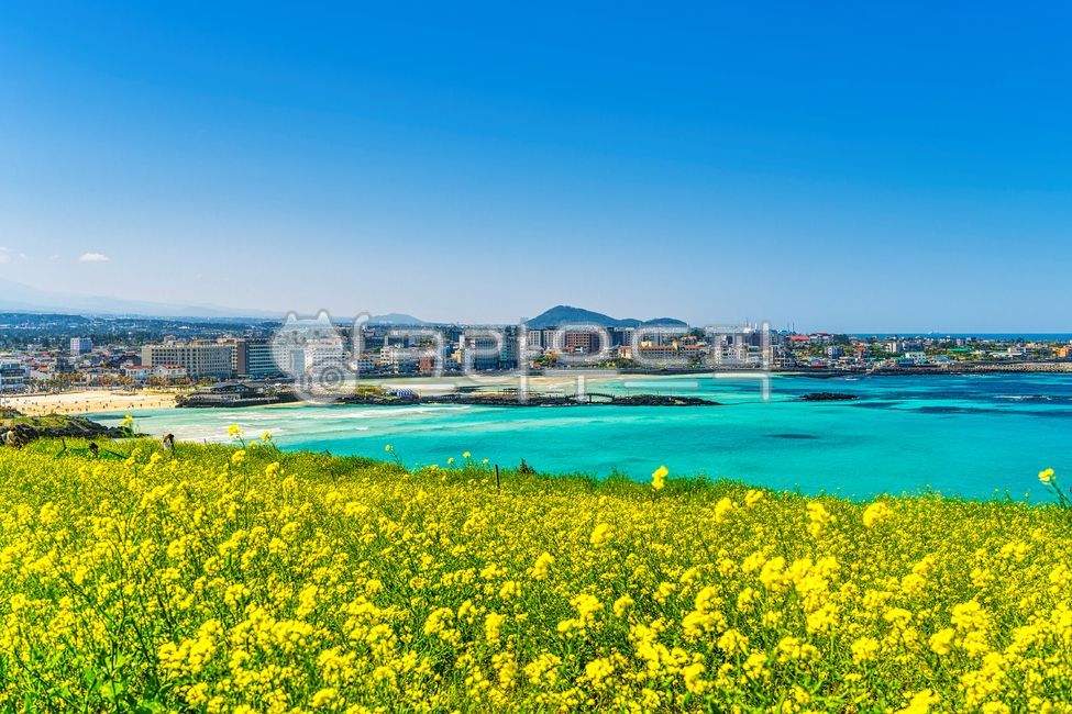유채꽃,제주도,함덕해변,서우봉,봄,꽃,바다,해변,꽃밭,도시,nature,자연,grassland,목초지,outdoors,옥외,field,들,노란색,건물,개화