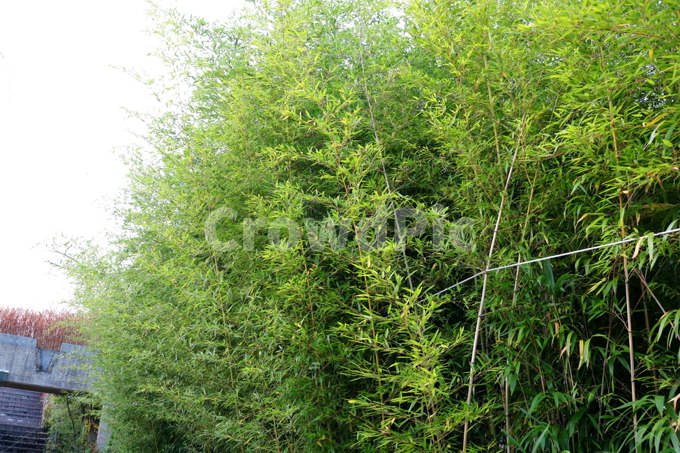 대나무,대,죽,식물,나무,자연,벼과,공원,선유도공원,자연,풍경,nature,landscape,식물,plants,나무,trees,wood,plant,tree