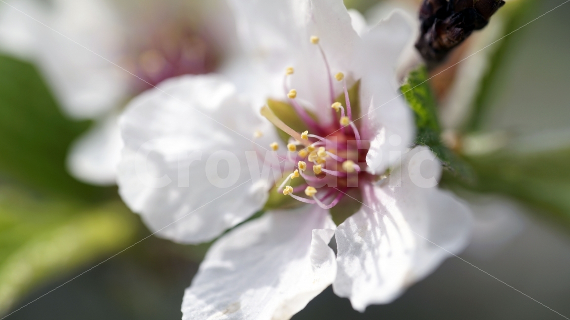 꽃,벗꽃,봄,나무,나뭇가지,벗꽃나무,플라워,봄꽃,이파리,자연,flower,sakura,nature,tree,spring,식물,동네,마을,환경,벚꽃,식물,자연,plants,nature,봄,계절,spring,season,꽃,flower,plant,bee,벌,honey bee,꿀벌,animal,동물,invertebrate,무척추 동물,insect,곤충