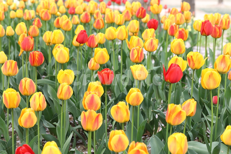 튤립,꽃,봄,계절,자연,공원,꽃밭,꽃길,색깔,tulips,flowers,spring,season,nature,field,park,colors,colorful,landscape,풍경,봄날,봄,계절,spring,season,식물,자연,plants,nature,꽃,flower,plant,blossom